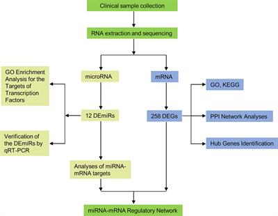 Integrated Analysis of Hub Genes and MicroRNAs in Human Placental Tissues from In Vitro Fertilization-Embryo Transfer